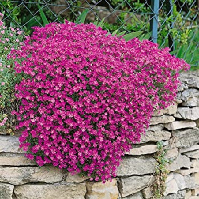 Rock Cress Seed Casacade Red 5,000 Aubrieta Seeds