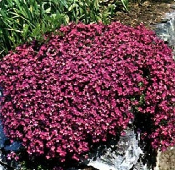 Rock Cress Seeds Casacade Red 100 Aubrieta Seeds