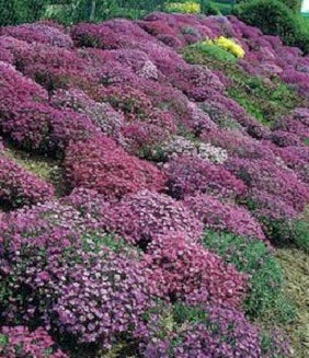 Aubrieta Seeds 100 thru 1,000 Seeds Royal Rock Cress Mix Seeds Ground Cover