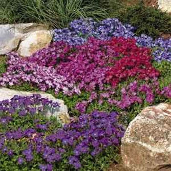 Aubrieta Seeds 500 Seeds Royal Rock Cress Mix
