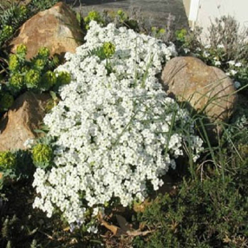 rock cress flower seeds Perennial Seeds | Rock Cress Seeds