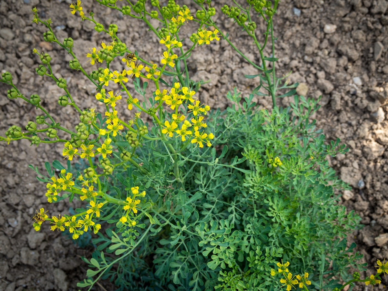 planting rue seeds Rue Seeds | Herb Seeds 100 Seeds