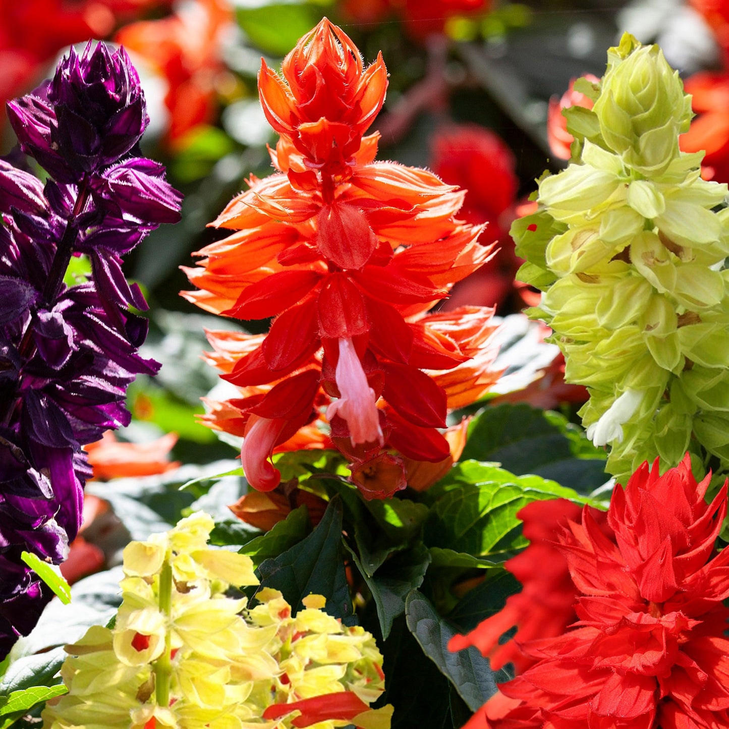 Salvia Mojave Formula Mix 100 Salvia Seeds Annual Seeds