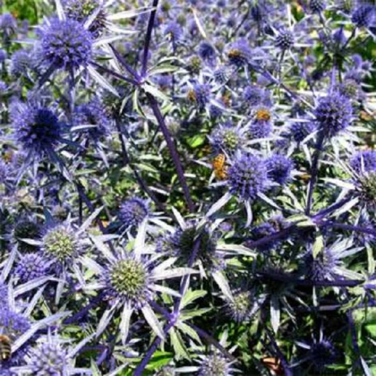 250 Sea Holly Seeds Eryngium Alpinum Dark Blue Purple Color