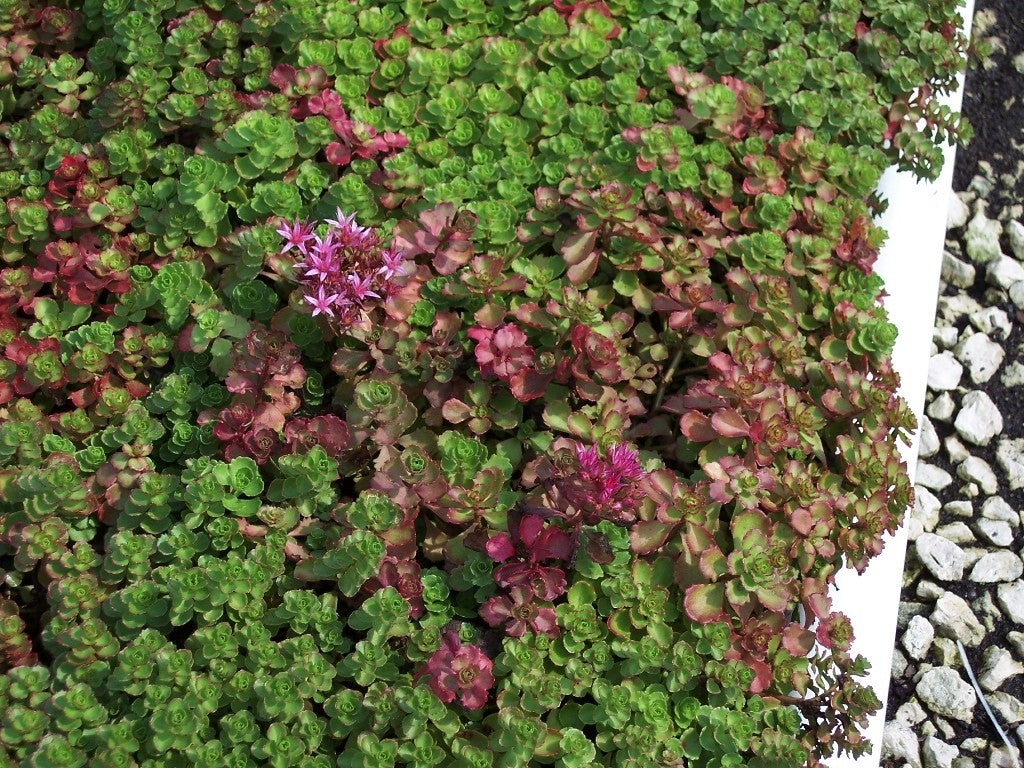 dragon blood succulent Sedum Seeds | Dragon Blood