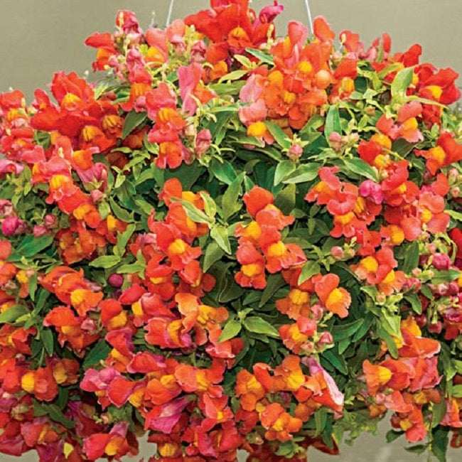 snapdragon hanging plant Flower Seeds Trailing Snapdragon 15 thru 100 Candy Showers Orange Seed