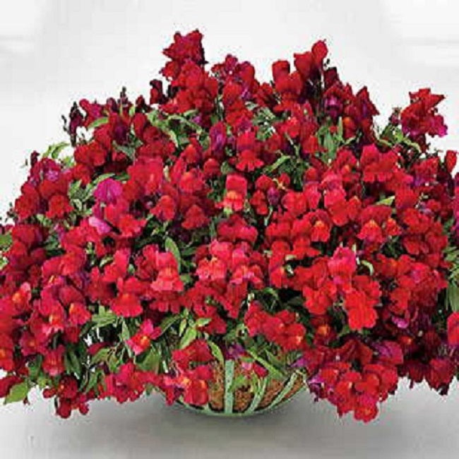 snapdragon hanging plant Trailing Snapdragon Seeds 15 thru 100 Candy Showers Red Multi Pelleted – trailingpetunia.com