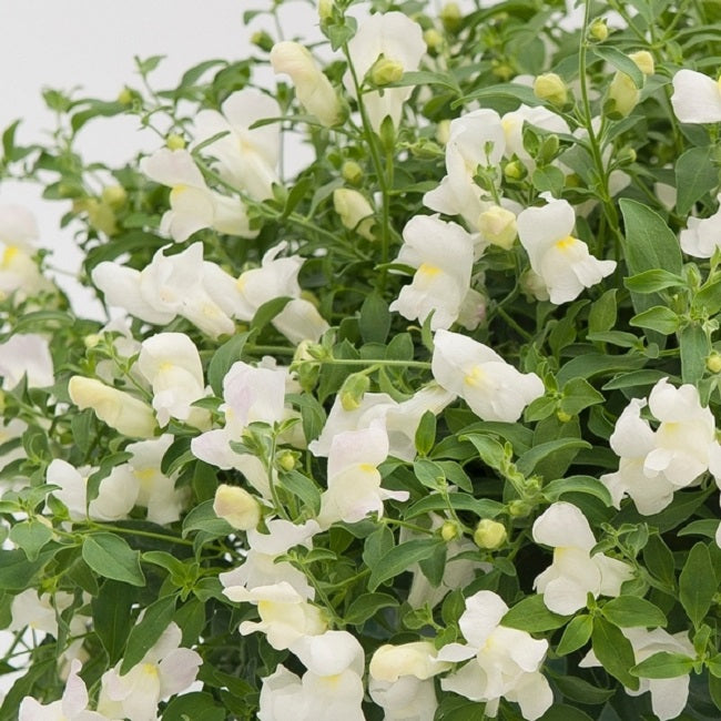 Trailing Snapdragon Seeds 15 thru 100 Candy Showers White Multi Pelleted Seeds