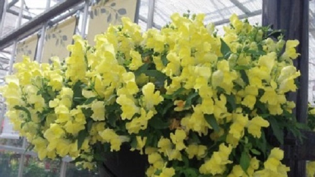 Trailing Snapdragon Seeds Candy Showers Yellow 15 Multi Pelleted Seeds