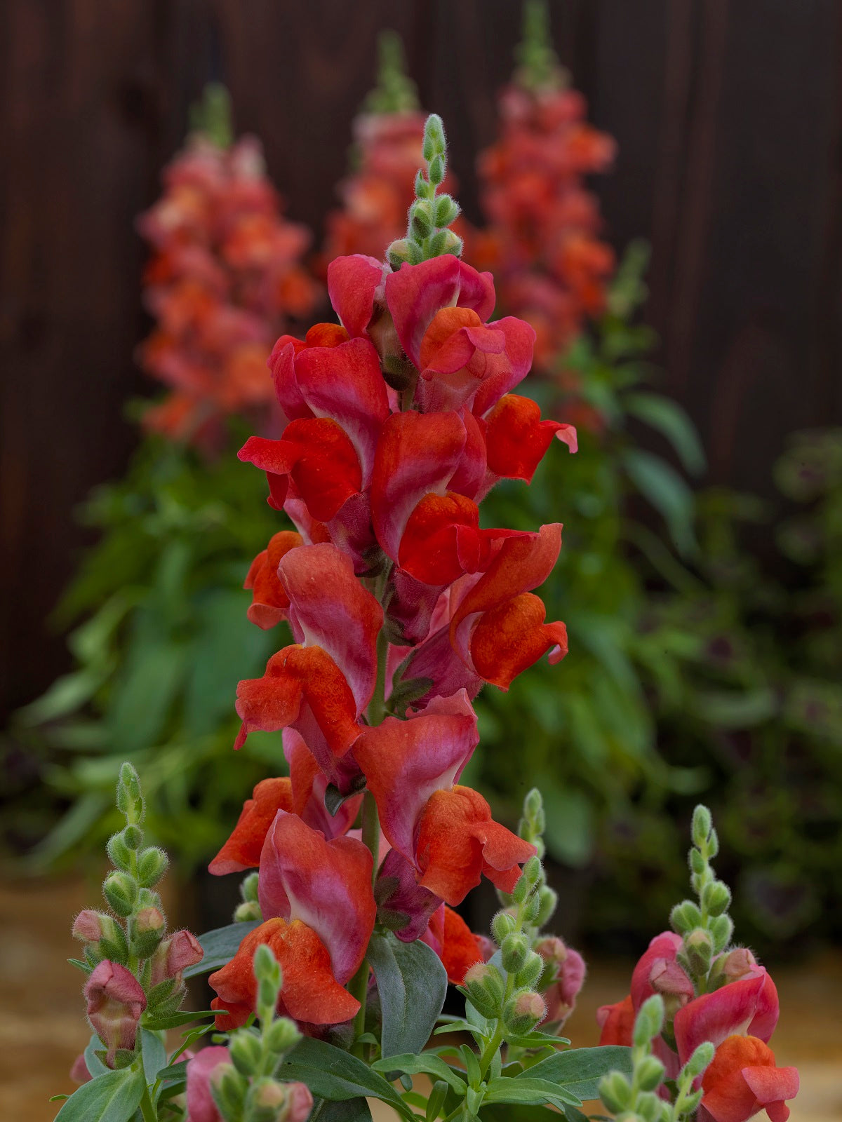 Snapdragon Seeds Snapdragon Candy Tops Orange 25 thru 500 Pelleted Seeds Dwarf Snapdragon F1