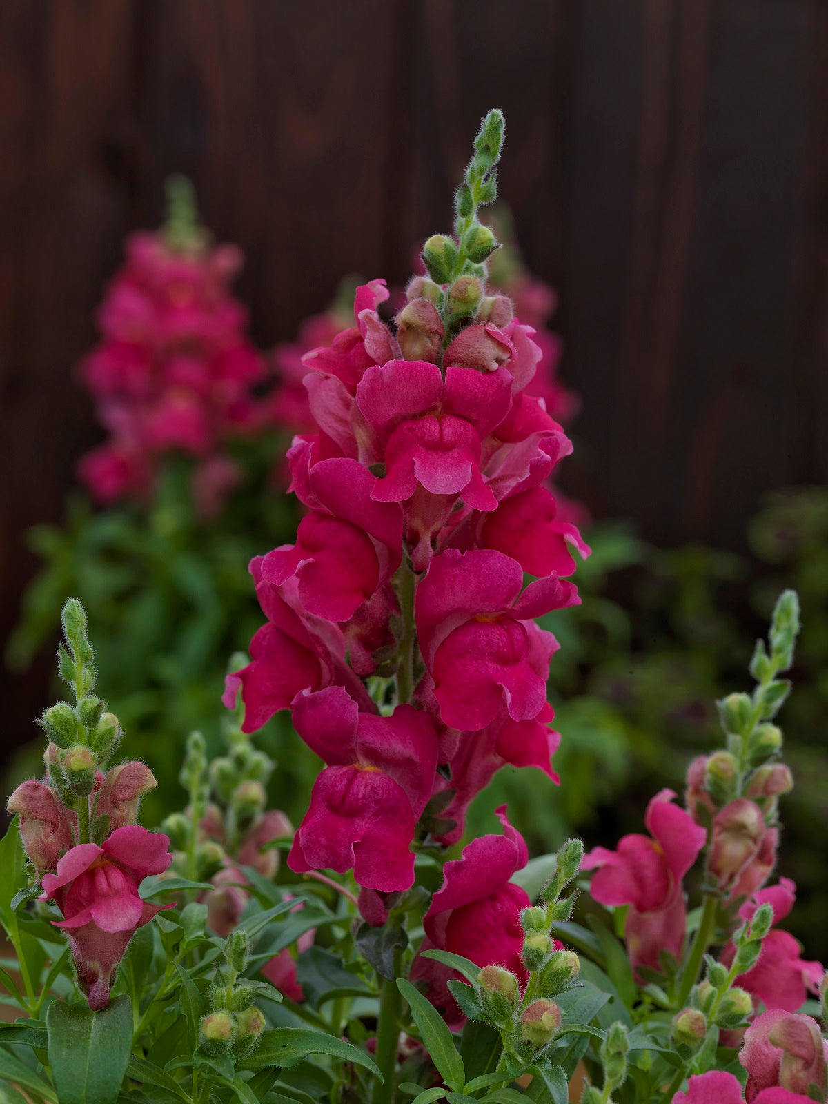 Flower Seeds Snapdragon Candy Tops Rose 50 Pelleted Snapdragon Seeds