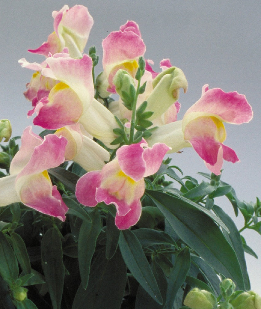 Snapdragon Seeds Floral Showers Lavender Bicolor 25 thru 250 seeds