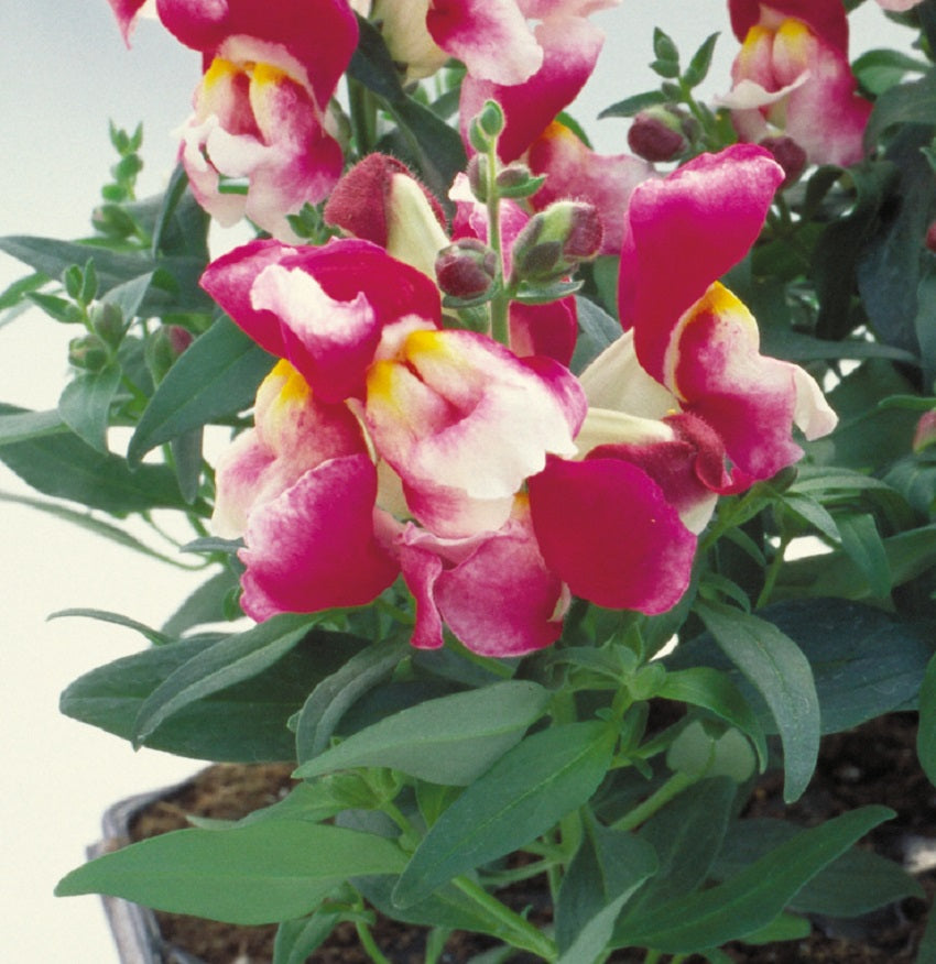 Snapdragon Seeds Floral Showers Wine Bicolor 25 thru 250 seeds