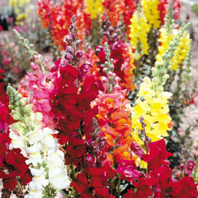 Snapdragon Seeds Rocket Mix Antirrhinum Seeds 25 thru 500 Seeds