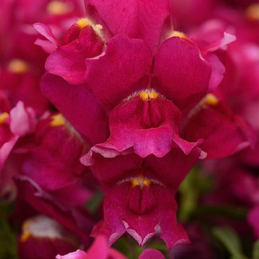 Snapdragon Seeds 25 thru 250 Pelleted Seeds Snapdragon Snapshot Burgundy