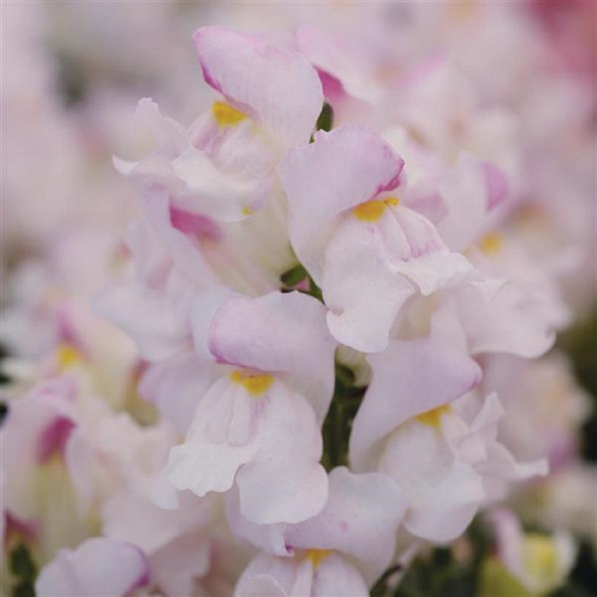 Snapdragon Seeds 25 thru 250 Pelleted Seeds Snapdragon Snapshot Plumblossom