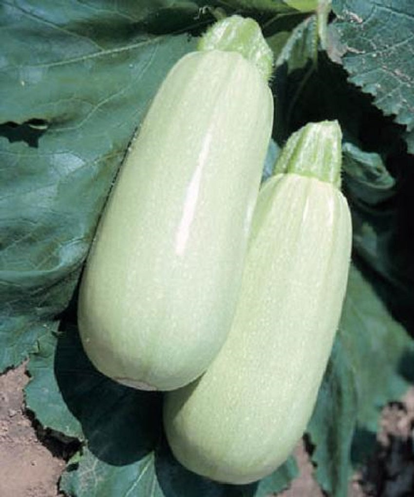 Squash Seeds 50 Seeds Summer Squash Italian Bianco