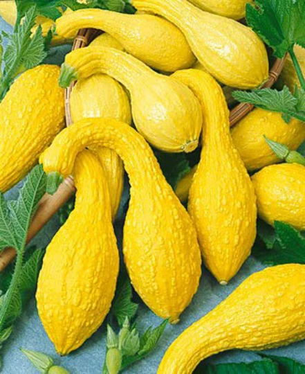 Summer Squash Seeds 100 Yellow Crookneck Seeds