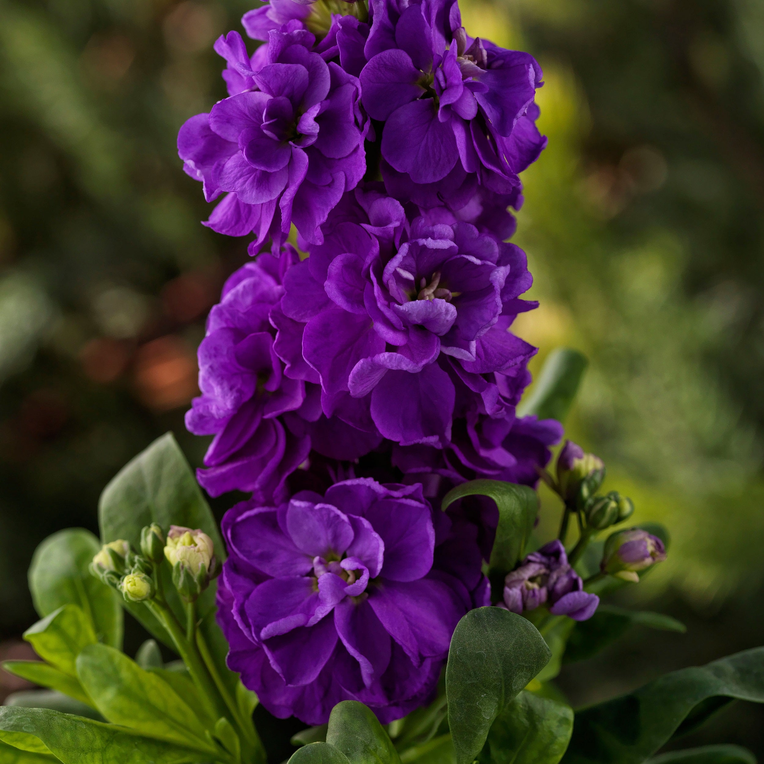 14+ Purple Annuals Flowers Stock Seeds | Mime Purple | Annual Flower Seed – trailingpetunia.com