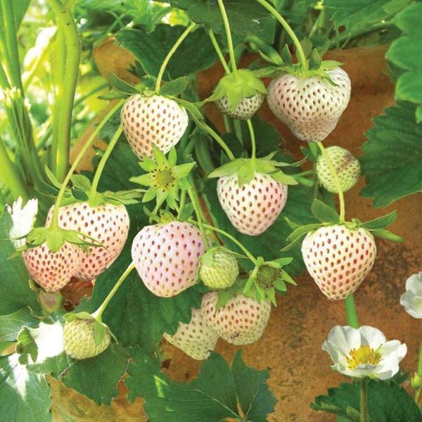 strawberry with green seeds Strawberry Seeds 100 White Alpine Strawberry Perennial – trailingpetunia.com