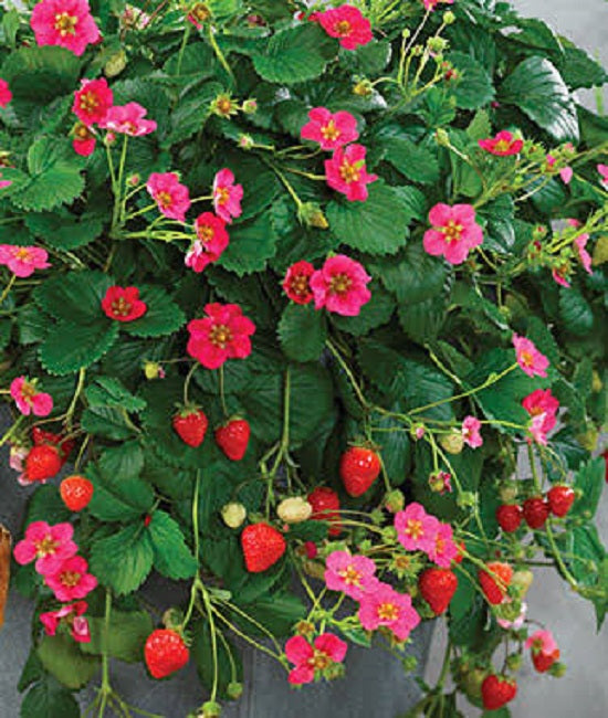Strawberry Seeds Toscana Deep Rose 25 Seeds Perennial Seeds