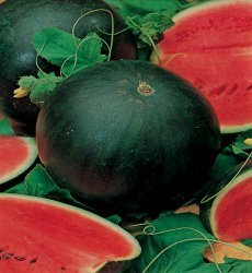 50 Sugar Baby Watermelon Seeds Small Watermelon