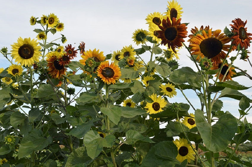 Sunflowers Seeds Indian Blanket 50 thru 500 Bulk Seeds Dwarf Sunflower –  trailingpetunia.com