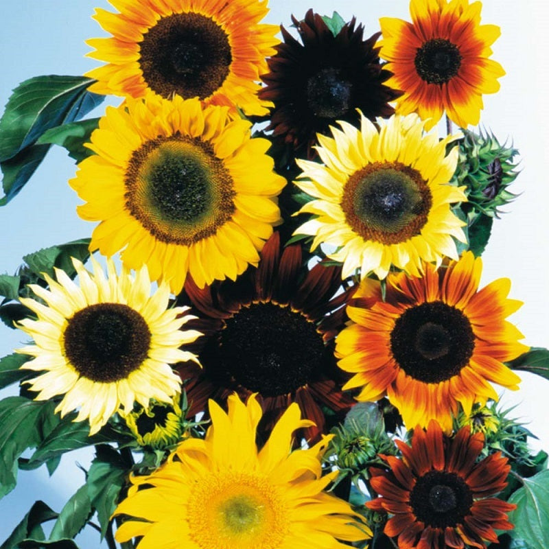 mixed sunflower seeds for planting Helianthus Seeds All Sorts Mix Sunflower Seeds – trailingpetunia.com