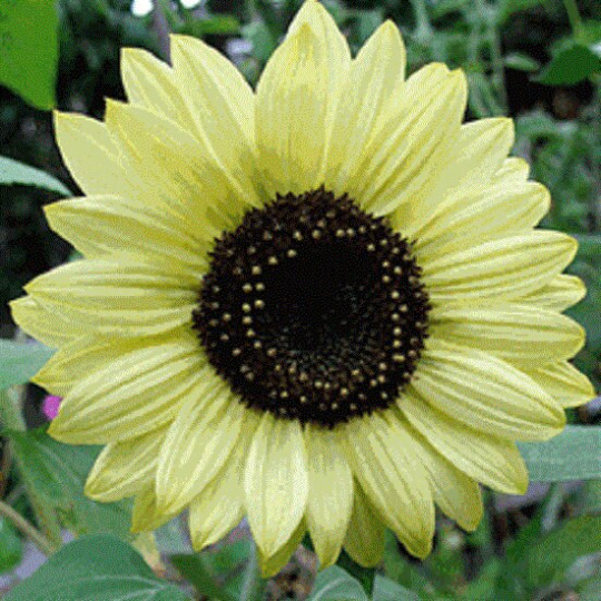 Sunflower Seeds Lemon Queen 500 Seeds