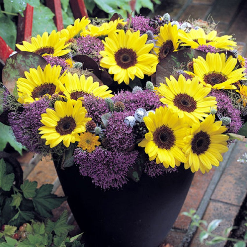 50 Sunflower Seeds Helianthus Seeds Sunrich Summer Limoncello