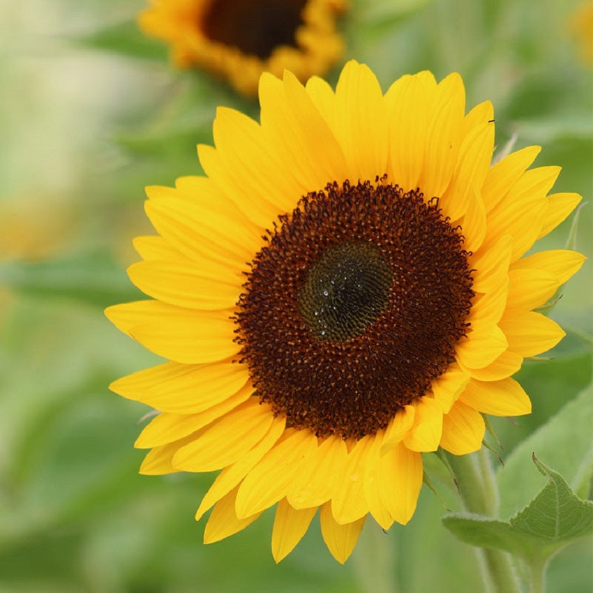50 Sunflower Seeds Helianthus Seeds Sunrich Provence Summer