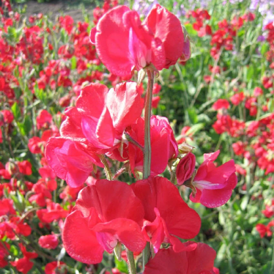 Sweet Pea Seeds 50 Sweet Pea Mammoth Crimson Seeds