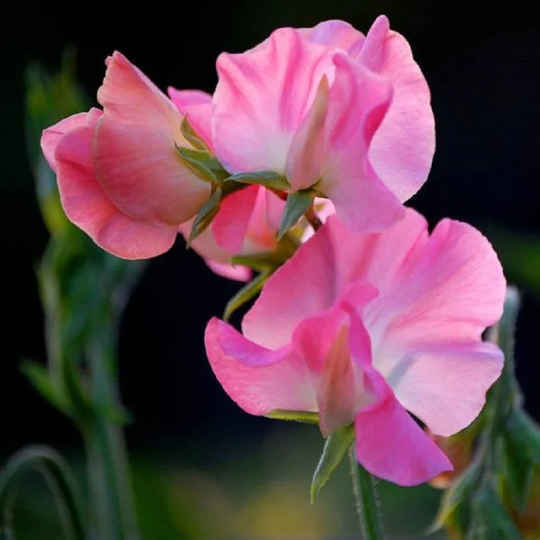 Sweet Pea Seeds 50 Sweet Pea Mammoth Deep Rose Seeds