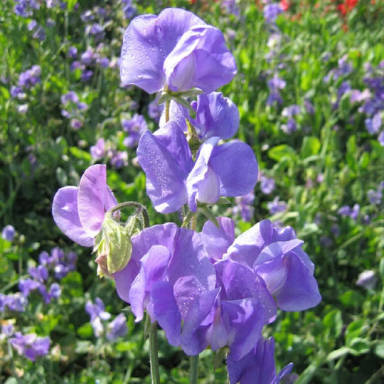 Sweet Pea Seeds 50 Sweet Pea Mammoth Mid Blue Seeds