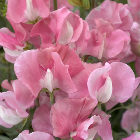 Sweet Pea Seeds 50 Sweet Pea Mammoth Rose Pink Seeds