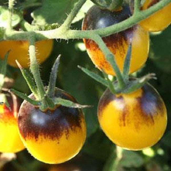 Tomato Seeds 25 Indigo Sun F1 Tomato Seeds Cherry Tomato Seeds