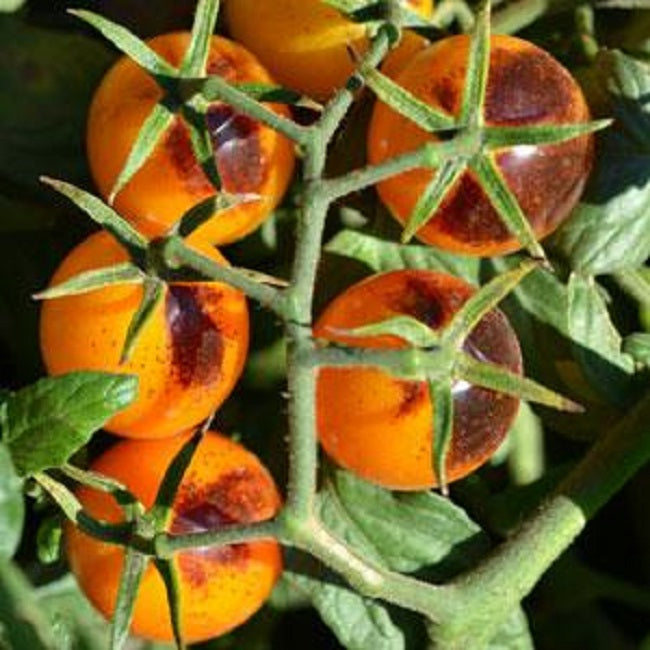 kumquat seeds planting Tomato Seeds 25 Indigo Kumquat F1 Tomato Seeds Cherry Tomato Seeds – trailingpetunia.com