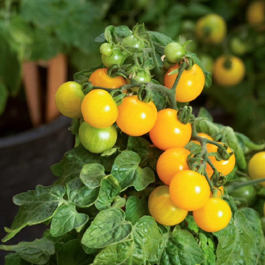 miniature tomato plant seeds 25 Tomato Seeds Little Birdy Yellow Canary F1 Hybrid Yellow Cherry Tomato Micro Dwarf Tomato