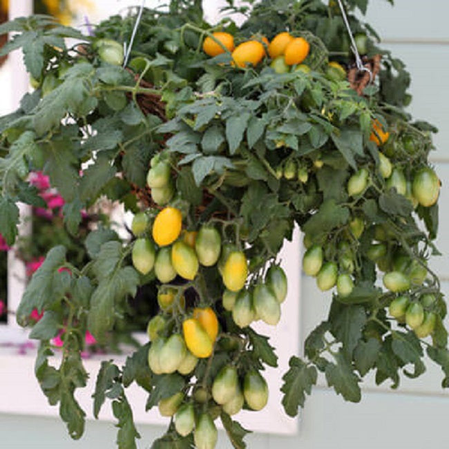 25 Tomato Seeds Tomato Peardrops F1 Hybrid Cascading Tomato