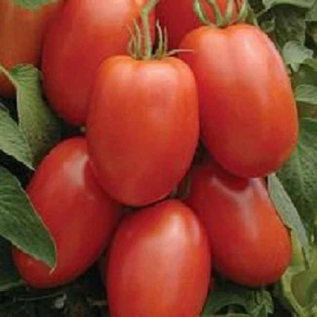 100 Roma Tomato Seeds Garden Seeds