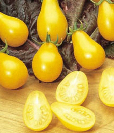 Garden Seeds Yellow Pear Tomato 25 thru 500 Seeds Heirloom Tomato