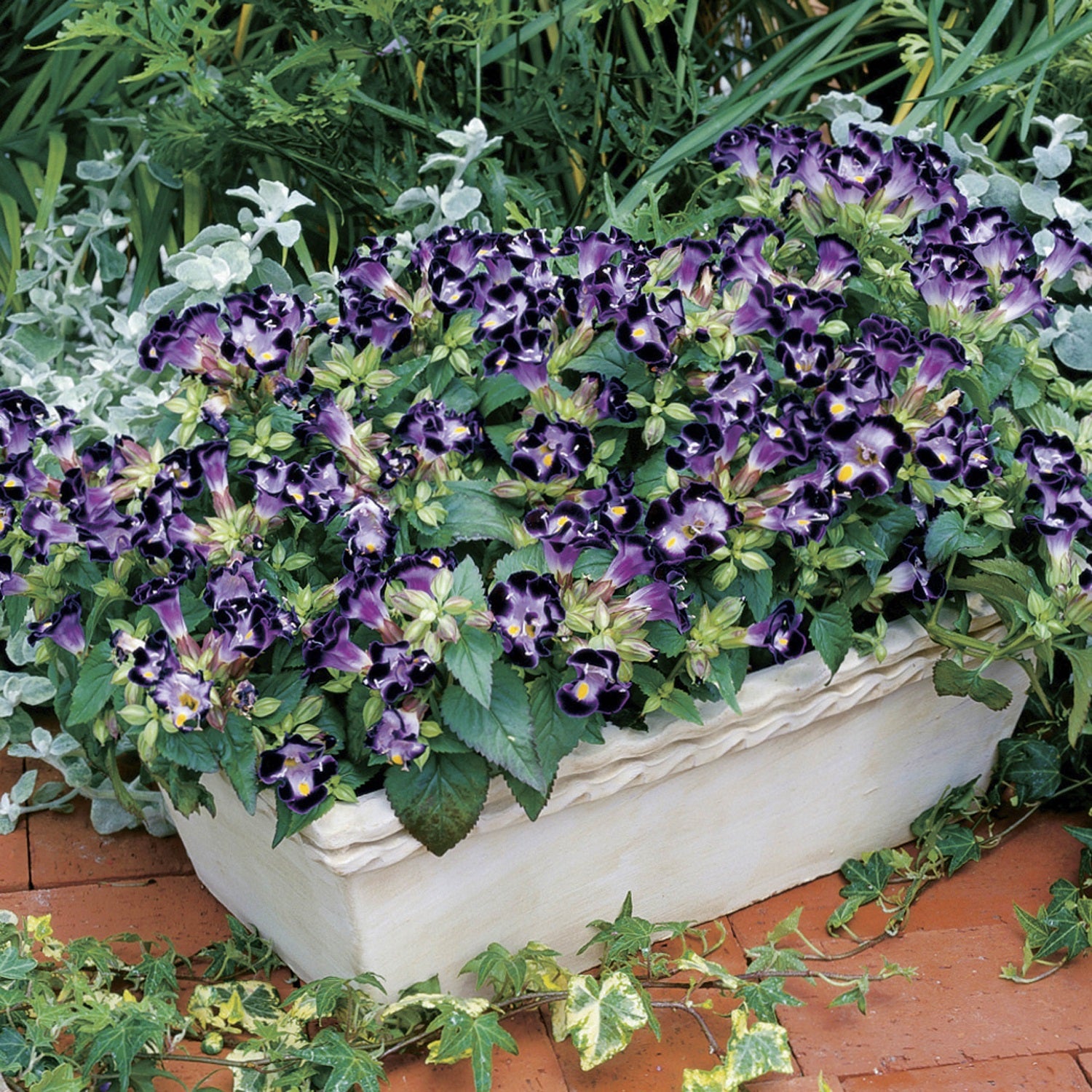 wishbone flower seeds Torenia Seeds Duchess Deep Blue 50 Pelleted Seeds