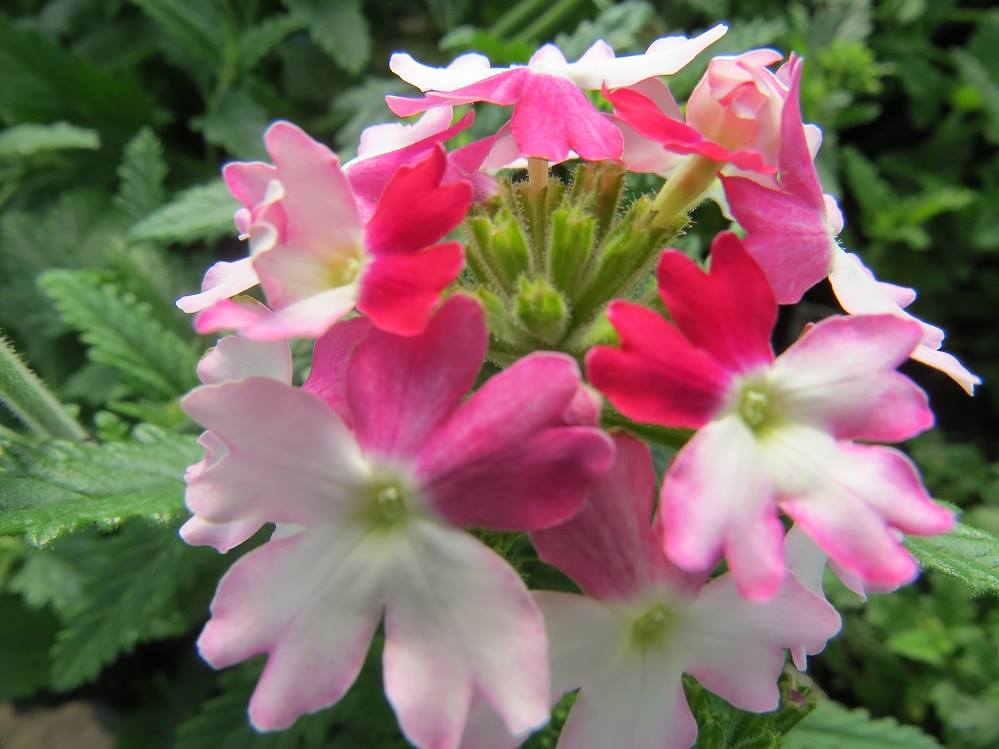 Verbena Seeds Obsession Twister Red 25 thru 500 Seeds
