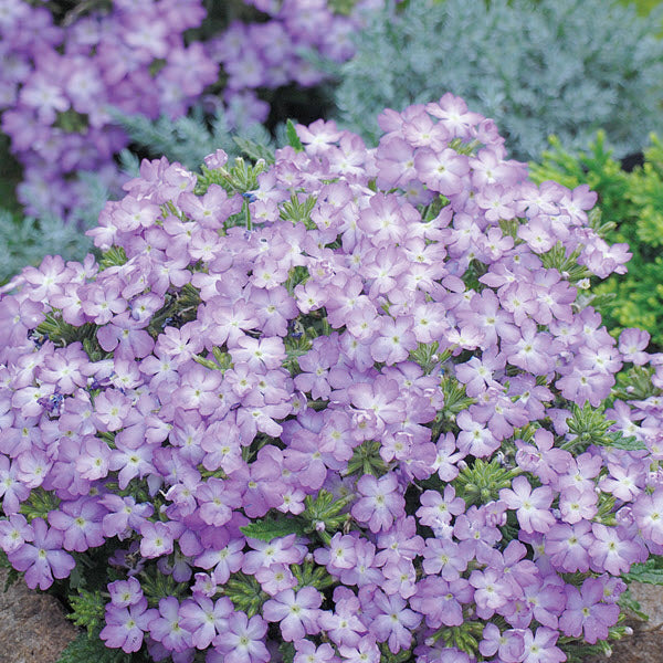 lavender verbena plant Spring Seeds | Verbena Seeds