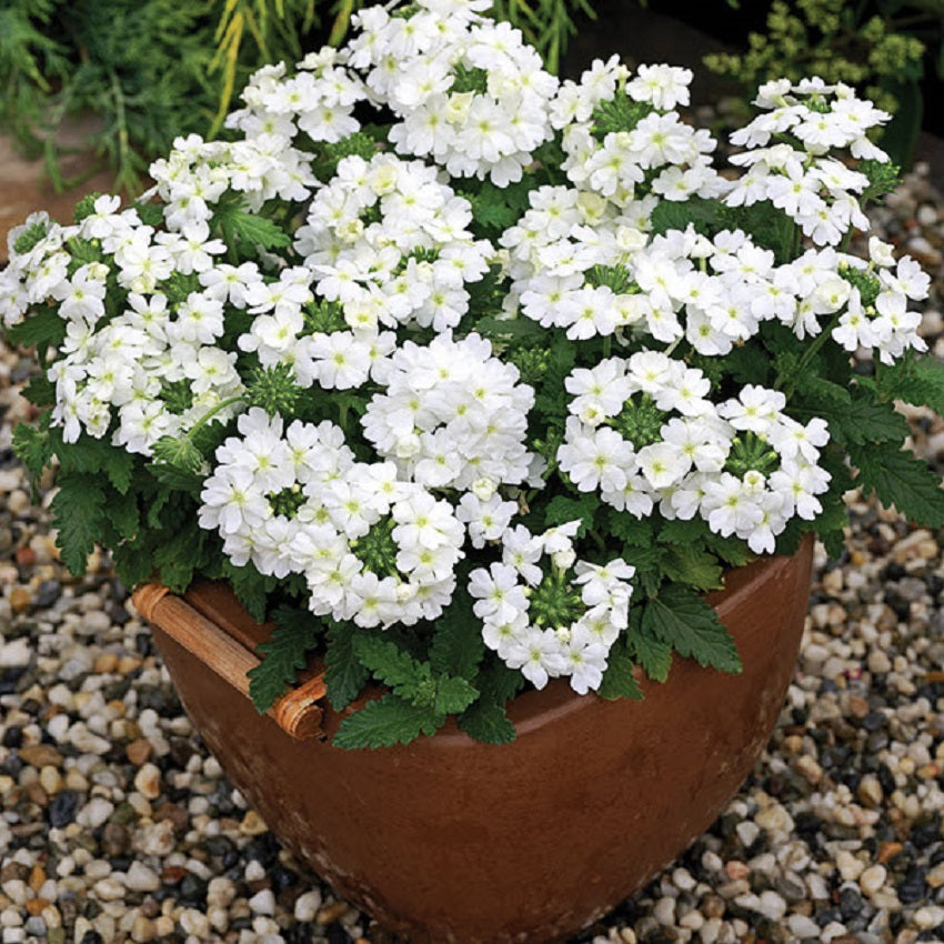 Verbena Seeds Tuscany White Verbena 25 Seeds
