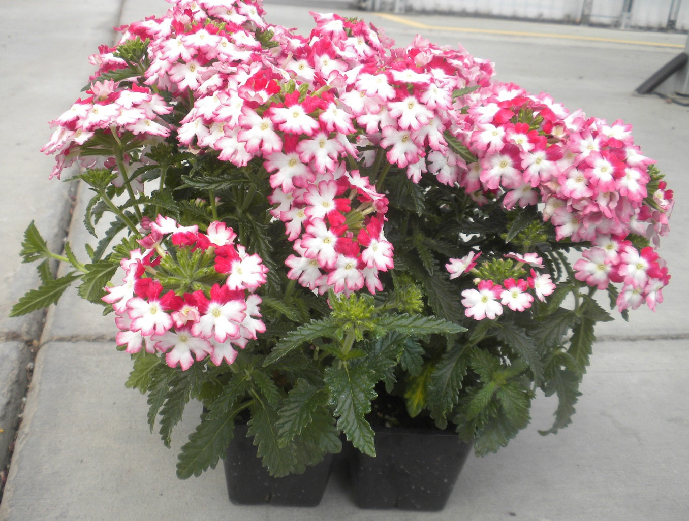 Obsession Twister Red 25 Verbena Seeds Spring Seeds