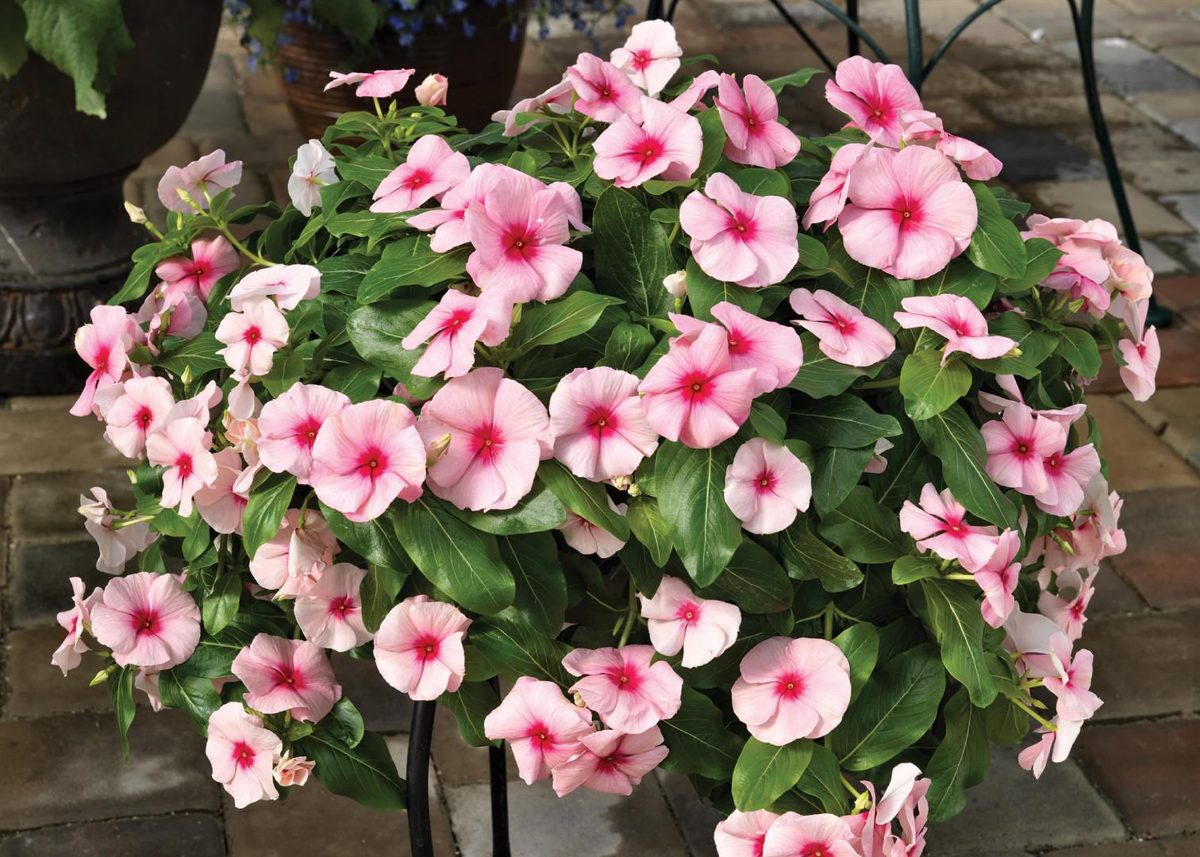 Vinca Cora Cascade Apricot Vinca Seeds 25 thru 100 Seeds