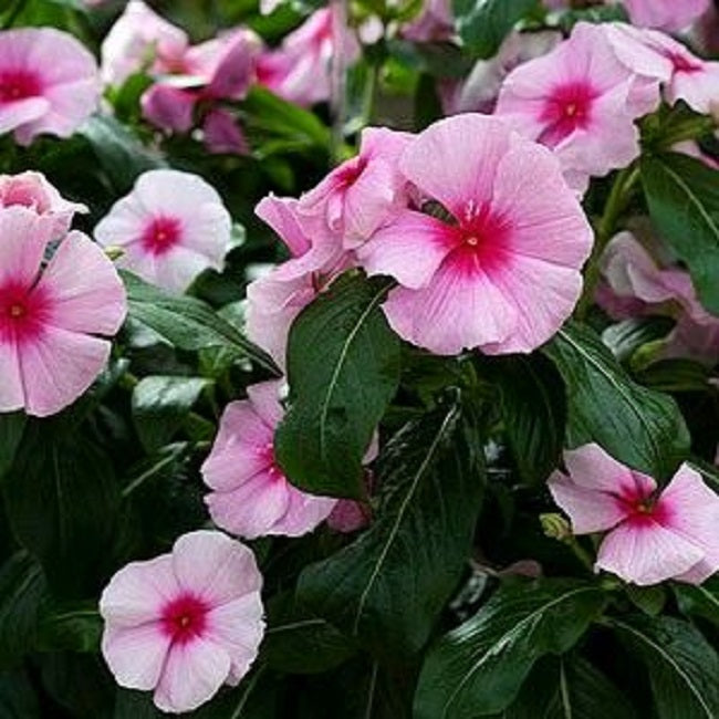 Vinca Cora Cascade Strawberry Vinca Seeds 25 thru 100 Seeds
