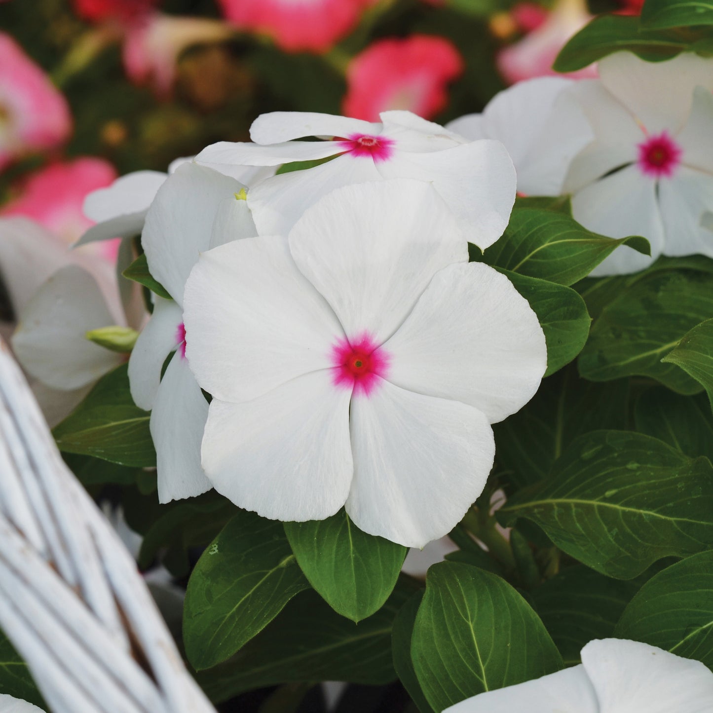 Vinca Seeds Mega Bloom Polka Dot 500 Bulk Seeds Big Blooms