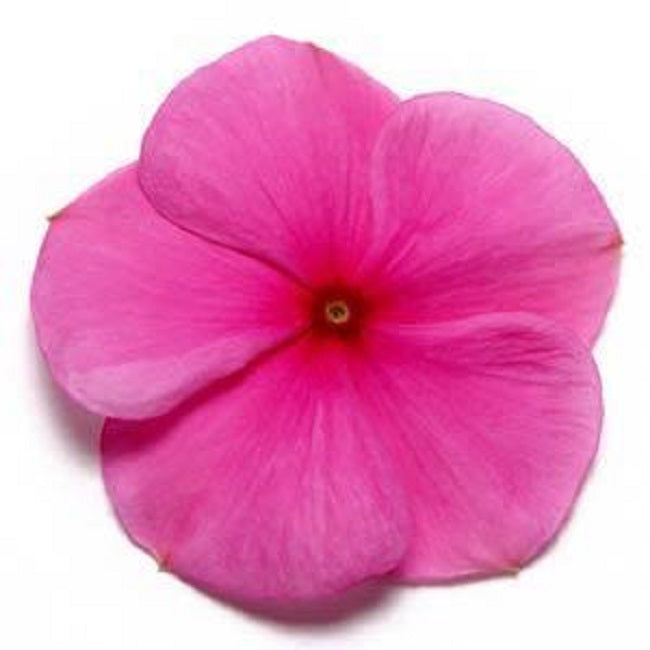 Vinca Seeds Pacifica XP Lilac 25 thru 500 Seeds